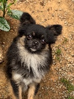 Étalon Chihuahua - Oll black dacca larentia