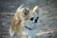 Étalon Chihuahua - John des jardins de montet