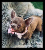 Étalon Chihuahua - Perle coco mademoiselle Du Secret Des Dieux