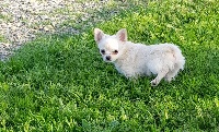 Étalon Chihuahua - Romy De L'eclipse Du J'gembad