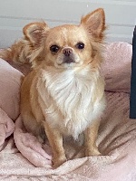 Étalon Chihuahua - Praline Du Hameau De Selcra