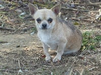 Étalon Chihuahua - Phenix (Sans Affixe)