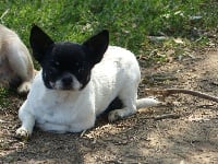 Étalon Chihuahua - du clos d'athena Nicotine
