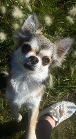 Étalon Chihuahua - My pinky valentine des jolis coeurs de Stanley