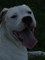 Étalon Dogo Argentino - Puma del huracàn blanco