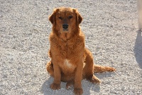Étalon Golden Retriever - Omega du Domaine D'Eily