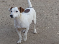 Étalon Jack Russell Terrier - Paillette des Terres des Forges