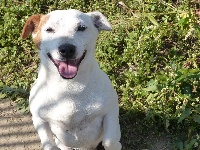 Étalon Jack Russell Terrier - John lennon des Terres des Forges