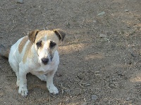 Étalon Jack Russell Terrier - Monroe des Terres des Forges