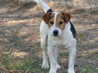 Étalon Jack Russell Terrier - Catching Spots Patch