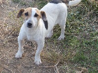 Étalon Jack Russell Terrier - Much more des Terres des Forges