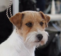 Étalon Jack Russell Terrier - CH. Original master's voice Light up my life