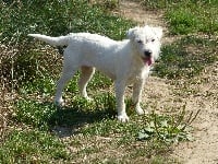 Étalon Jack Russell Terrier - Nabrouchka des Terres des Forges