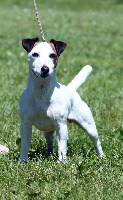 Étalon Jack Russell Terrier - CH. June (Sans Affixe)