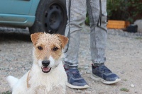 Étalon Jack Russell Terrier - Rubis de l'antre des jacks