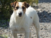 Étalon Jack Russell Terrier - Jackye des Terres des Forges