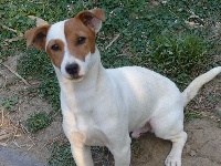 Étalon Jack Russell Terrier - Patch des Terres des Forges