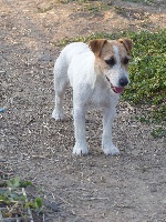 Étalon Jack Russell Terrier - Passionata des Terres des Forges