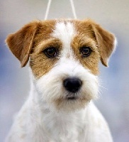 Étalon Jack Russell Terrier - lovely-orange Primerose