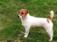 Étalon Jack Russell Terrier - Picatchu vom Konigsweiler