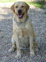 Étalon Labrador Retriever - Phlorette (Sans Affixe)