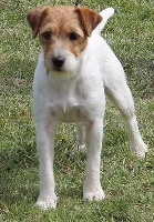 Étalon Parson Russell Terrier - CH. Perle De La Grange Du Moulin
