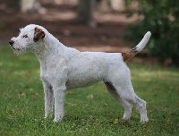 Étalon Parson Russell Terrier - Pearl De La Grange Du Moulin