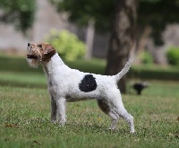 Étalon Parson Russell Terrier - Olia De La Grange Du Moulin