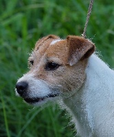 Étalon Parson Russell Terrier - Louve Du site corot