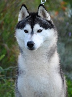 Étalon Siberian Husky - Must Des Sarmentins