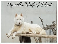Étalon Siberian Husky - Myrcella Wolf Of Sibalt