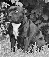 Étalon Staffordshire Bull Terrier - Ninja dit noumba (Sans Affixe)