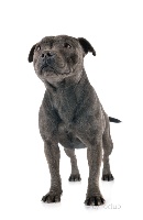 Étalon Staffordshire Bull Terrier - Organza De la crique du Flojule