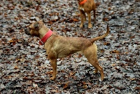 Étalon Staffordshire Bull Terrier - Marshmallow peeps De L'esquisse Sauvage