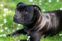 Étalon Staffordshire Bull Terrier - One lady black Du Domaine De Montbrieux