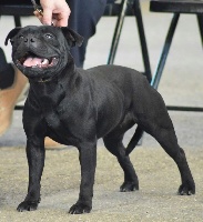 Étalon Staffordshire Bull Terrier - Lovely princess blackbull diamonds