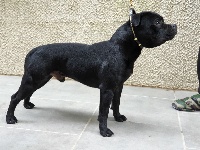 Étalon Staffordshire Bull Terrier - Staffybull's Légion Outlaw hermès