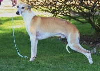 Étalon Whippet - N'diego kilkenny of Cyly of Course
