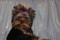 Étalon Yorkshire Terrier - Off love du clos Mayerland