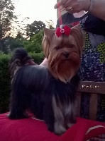 Étalon Yorkshire Terrier - La fée-morgane du Puy Doré