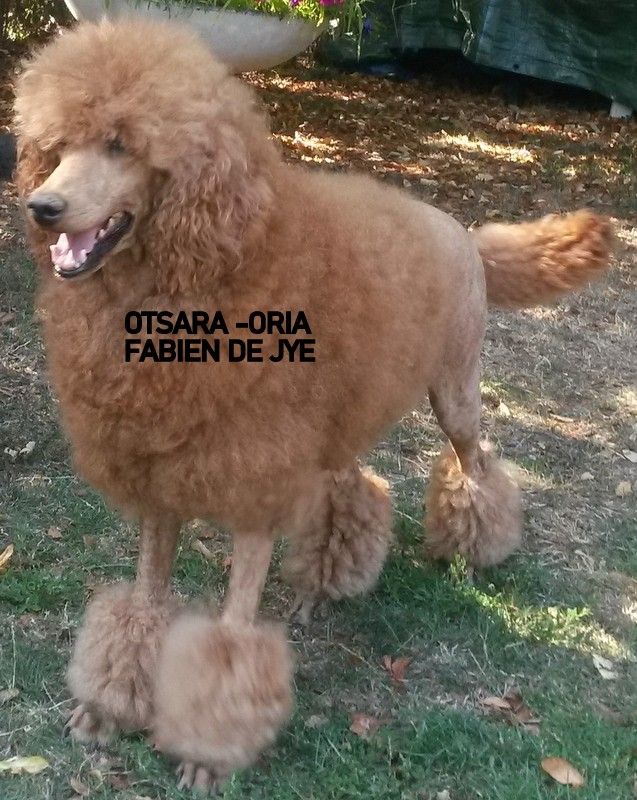 Otsara-oria grand (caniche royal) confirmée Fabien de jye