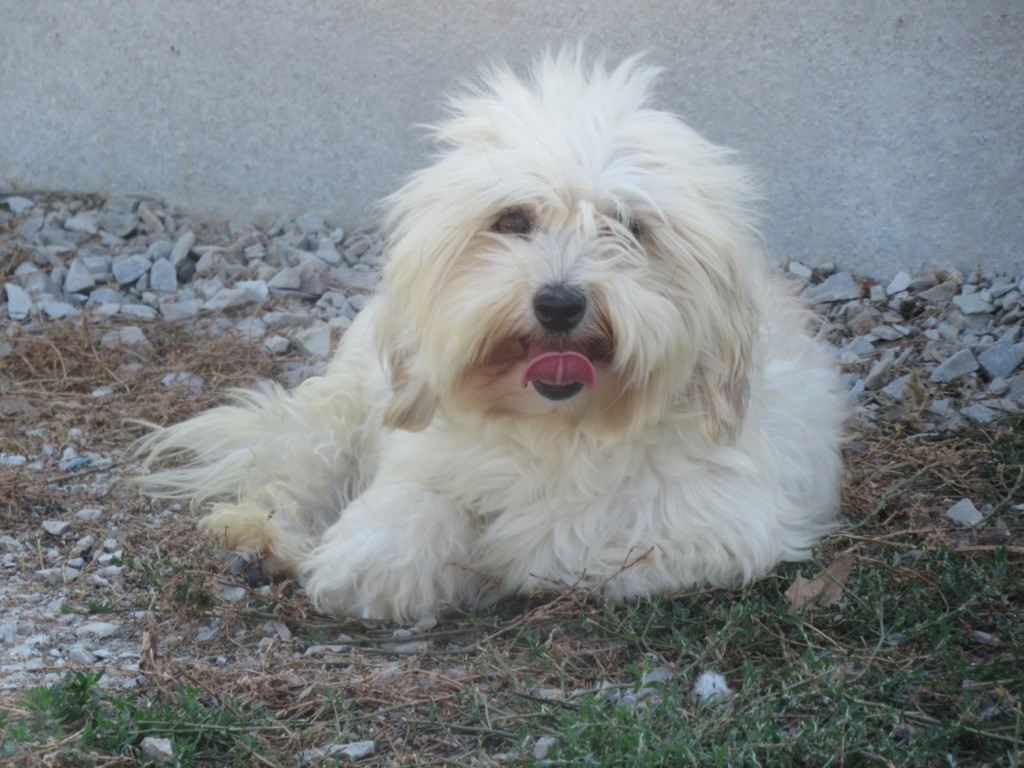 Accueil Elevage du domaine de jerrie black eleveur de chiens Coton