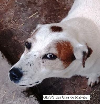Jack Russell Terrier - CH. Gipsy des Gres de Malleville