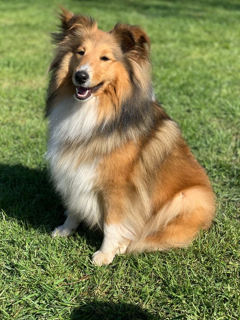 Les Shetland Sheepdog de l'affixe   du Domaine de la Clarence