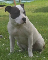 Étalon American Staffordshire Terrier - Jawa rican beauty (Sans Affixe)