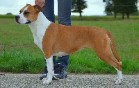 Étalon American Staffordshire Terrier - Kimba (Sans Affixe)