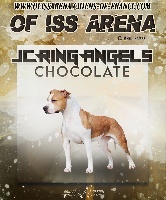 Étalon American Staffordshire Terrier - jc ring angels Chocolate