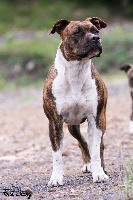 Étalon American Staffordshire Terrier - Jadis of First Story