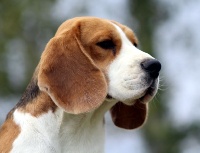 Étalon Beagle - Pisteur Des Chasseurs Du Temps
