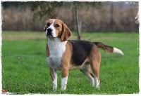 Étalon Beagle - Pupuce du clos du bonheur